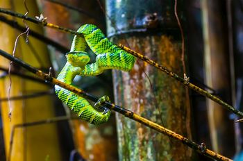 Eine giftige, gr�ne "Waglers Lanzenotter" (Tropidolaemus wagleri)
