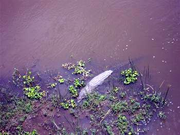 Crocodile River