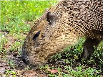 Ein Capybara direkt auf der Terrasse.